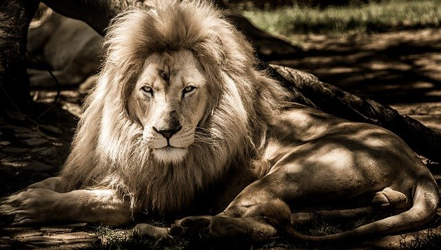lion, animal, mane